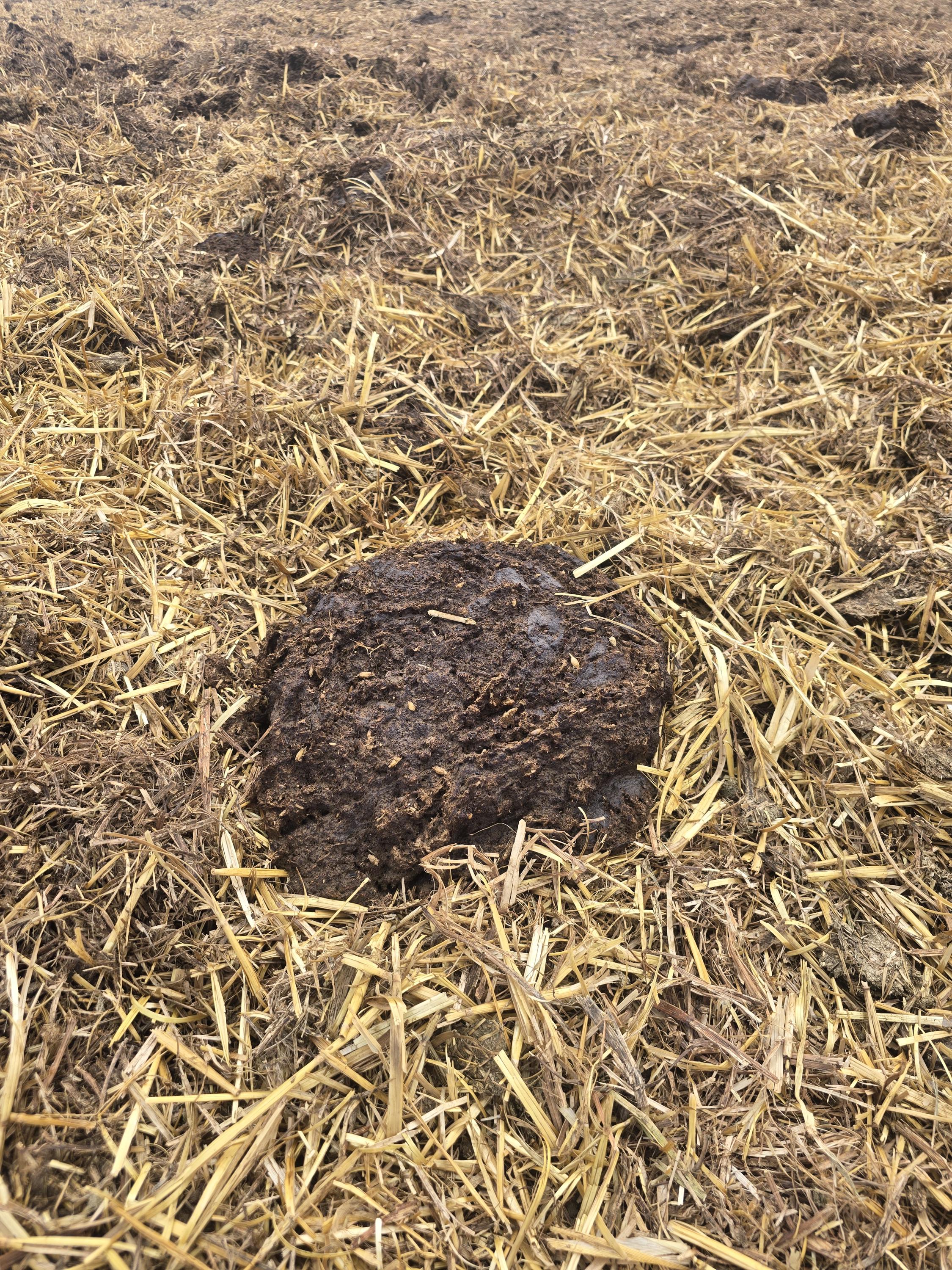 Organic Cow Manure: Farm Fresh Fertilizer for Thriving Gardens - Etsy