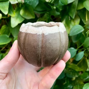 May include: A small, round, ceramic planter with a textured, brown body and a light beige rim. The planter has vertical grooves and a wavy top edge. The background features green foliage.