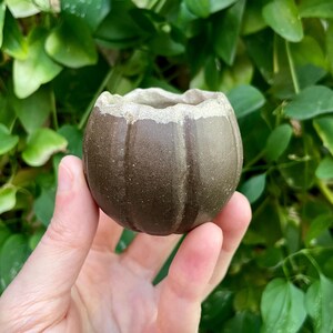 May include: A small, brown ceramic planter with a textured surface and a light-colored rim. The planter has vertical ridges and a rounded shape, resembling a miniature pumpkin. The background is filled with green foliage.