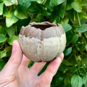 May include: A small, round, ceramic pot with a scalloped rim. The pot is a light beige color with a band of brown around the top. The pot is held in front of a background of green leaves.