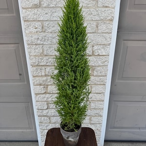 Lemon Cypress Column