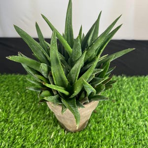 Aloe Vera Plant