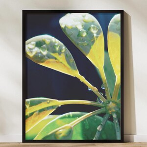 Makroblad, daggdroppar, botaniskt tryck, naturväggkonst (digital nedladdning)