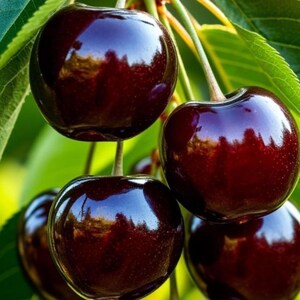 May include: Close-up of several ripe, dark red cherries hanging from a branch with green leaves. The cherries have a glossy, reflective surface, suggesting freshness. The image highlights the natural beauty of the fruit.