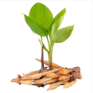 May include: A close-up of a fresh Fingerroot plant, with vibrant green leaves and a cluster of beige-colored rhizomes. The plant's stem is a deep reddish-purple, and the background is plain white.