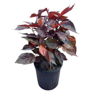 May include: A potted plant with dark burgundy leaves and red accents. The plant has a full, lush appearance, with leaves of varying sizes and shapes. The pot is black and round, providing a contrasting backdrop to the colorful foliage. The plant is set against a white background.