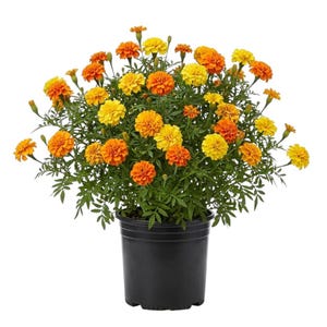 May include: A potted marigold plant with vibrant orange and yellow flowers. The flowers are in full bloom, with multiple layers of petals. The plant has green foliage and is in a black plastic pot. The marigolds are a bright and cheerful addition to any garden.