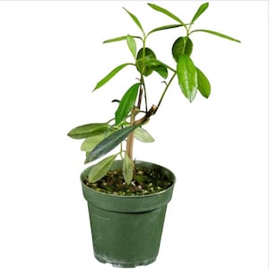 May include: A small potted plant with vibrant green leaves and a slender brown stem. The plant is in a dark green plastic pot, set against a clean white background. The leaves are a mix of light and dark green.