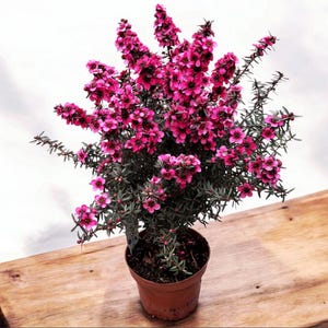 May include: A potted plant with vibrant pink flowers and dark green foliage. The plant is in a small, brown pot, sitting on a wooden surface. The flowers are clustered, creating a full, textured appearance. The background is a soft white.