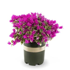 May include: A potted bougainvillea plant with vibrant magenta flowers and variegated green and white leaves. The plant is in a dark green pot with a gold band. The image is set against a white background.
