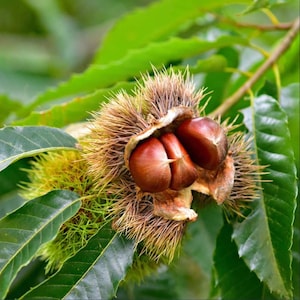 May include: Close-up of a chestnut burr, partially open, revealing three glossy, brown chestnuts. The burr is covered in sharp, spiky bristles. Green leaves and branches provide a natural backdrop, showcasing the chestnut's natural habitat.