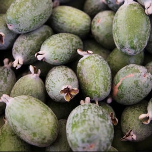 May include: A close-up shot of a pile of feijoa fruits. The fruits are oval-shaped with a pale green skin and a slightly rough texture. Each fruit has a small, brown, flower-like structure at the end. The fruits are clustered together.
