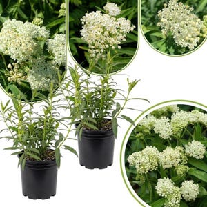 May include: Two potted plants with green foliage and clusters of small, white flowers. The plants are in black plastic pots. Several close-up images of the flowers are also shown, highlighting their delicate structure and color.