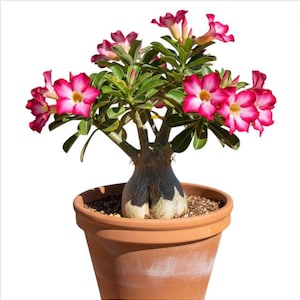 May include: A potted desert rose plant with vibrant pink and white flowers. The plant has green leaves and a thick, bulbous trunk. It is planted in a terracotta pot, showcasing a natural and earthy aesthetic.