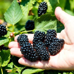 May include: Close-up of a hand holding a cluster of ripe blackberries. The berries are a deep, glossy black, contrasting with the light skin tone. Green leaves and other blackberries are in the background, suggesting a natural, outdoor setting.