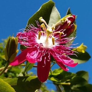May include: A close-up of a passion flower with vibrant pink petals and white filaments, set against a clear blue sky. The flower's intricate structure is visible, with a bud and green leaves in the background.