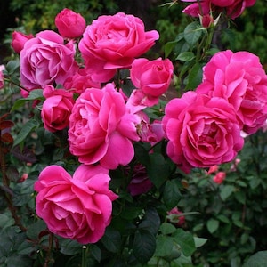 May include: A cluster of vibrant pink roses in various stages of bloom, from tight buds to fully opened flowers. The roses have multiple layers of petals and are surrounded by green leaves. The image showcases a lush, thriving rose bush.