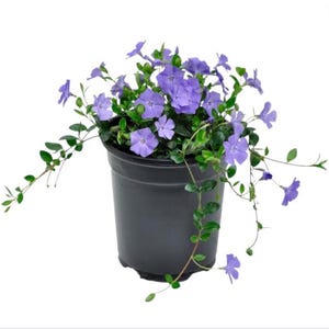 Set 50 Vinca Plants Live, Creeping Periwinkle Root Perennial Evergreen Ground Cover, Vinca Minor Plant Well Rooted, 3 to 5 Inch Tall, No Pot