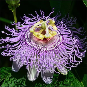 May include: Close-up of a passion flower, showcasing intricate details. The flower features a vibrant purple and white pattern with delicate, thread-like filaments. The center has yellow and green elements, set against a dark green background.
