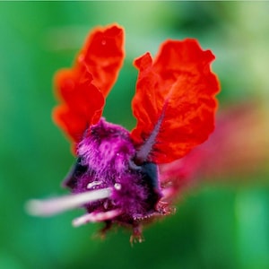 Pack of 2 Cuphea Bat Face Live Starter Plants for Planting, Cuphea llavea, Unique Red & Purple Bat Flowers, 4 to 6 Inch Tall, No Ship Pot