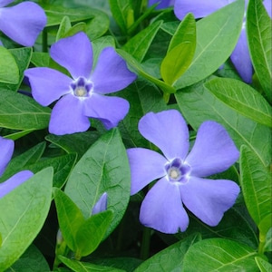 May include: Close-up of periwinkle flowers with five petals each, in shades of light purple. The flowers are surrounded by vibrant green leaves. The image showcases the natural beauty of the plant, highlighting its delicate blooms and lush foliage.