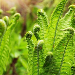 May include: Close-up of vibrant green fern fronds unfurling. The image showcases the intricate details of the plant's leaves, with a focus on the fresh, curled tips. The bright green color and detailed texture create a natural, refreshing aesthetic.