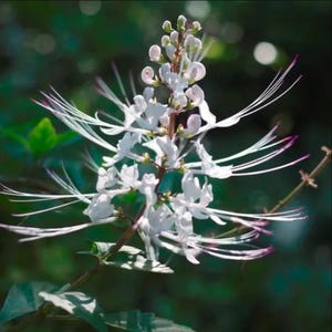May include: Close-up of a white flower with long, delicate stamens and a cluster of buds. The flower has a unique shape and is set against a blurred green background, highlighting its intricate details. The plant's stem and leaves are also visible.