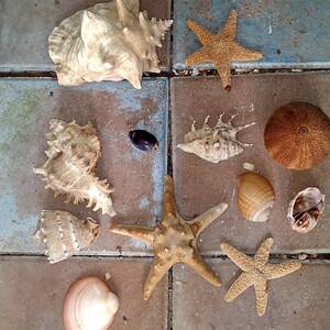 May include: An assortment of seashells and starfish in various shapes and sizes. The shells range in color from beige to light brown, with a few featuring intricate patterns. Several starfish are scattered around the shells, adding to the coastal theme.