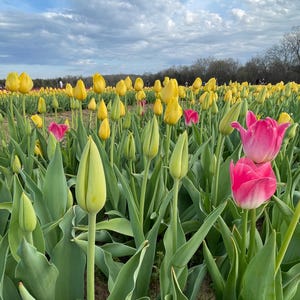 Champ de tulipes à téléchargement numérique