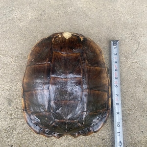 SNAPPING TURTLE SHELL