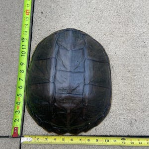 SNAPPING TURTLE SHELL 12-13&quot;