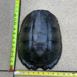 SNAPPING TURTLE SHELL 12-13&quot;