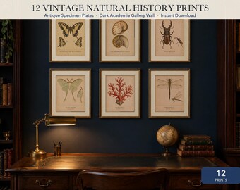 Vintage Natural History Print Set of 12, Dark Academia Wall Art, Antique Specimen Plates, Butterfly Shell Insect Prints, Digital Download