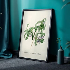 Redouté Botanical Print Spaendoncaea Tamarandifolia Vintage Flower Illustration Antique Floral Wall Art Decor Digital Download