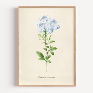 ルドゥーテ プルンバゴ「Plumbago caerulea」　額縁絵 ルドゥーテ032「プルンバゴ」