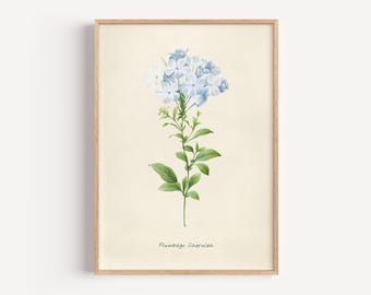 ルドゥーテ プルンバゴ「Plumbago caerulea」　額縁絵 ルドゥーテ プルンバゴ「Plumbago caerulea」 額縁絵 Pierre