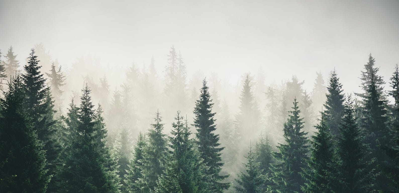 Misty Forest Wall Mural, Moody Pine Tree Wallpaper, Foggy Nature Peel ...