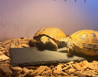 Reptile Basking and Feeding Slate | Natural Claw and Beak Trimmer | Tortoise, Bearded Dragon Gift