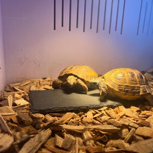 Reptile Basking and Feeding Slate | Natural Claw Trimmer