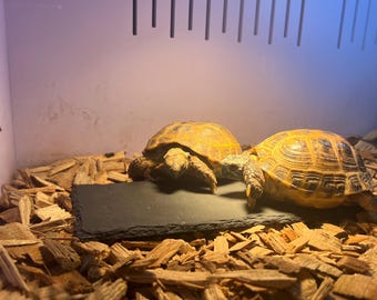 Ardesia per rettili per crogiolarsi al sole e per l'alimentazione / Tagliaunghie naturale / Regalo ideale per tartarughe e draghi barbuti