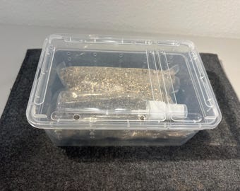 Reptile Incubation Kit (stackable small enclosure, spray bottle and incubation substrate)