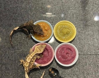 Set di ciotole per cibo per gechi, ideale come regalo per rettili.