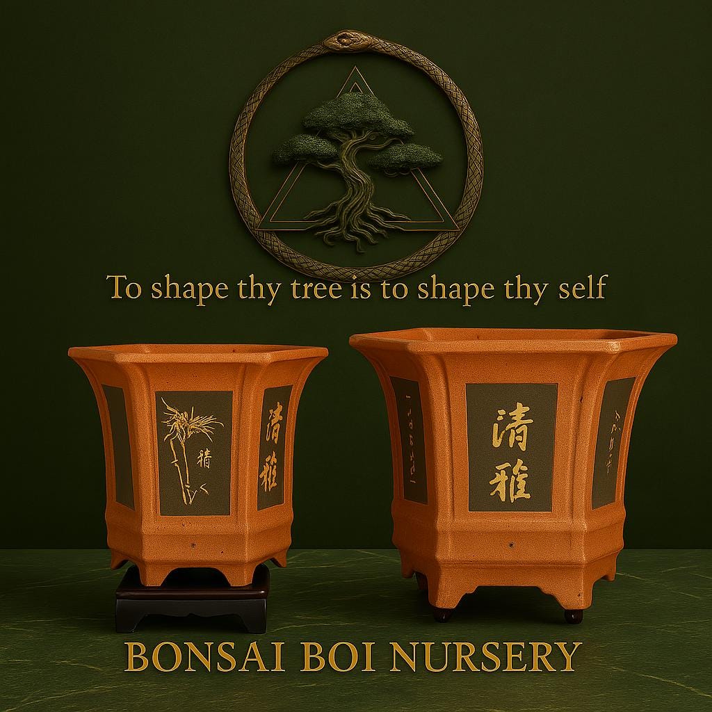 Par de vasos de bonsai artesanais – vasos de terracota de inspiração japonesa | 12" e 9" | Viveiro de bonsai Boi | Par de vasos de plantas