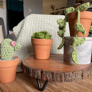 Crochet Succulent Gift set