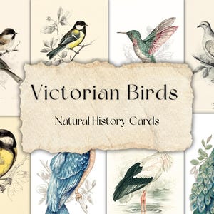 Uccelli vittoriani – 42 schede di storia naturale stampabili | Effimere di uccelli d'epoca | 5 fogli A4 JPG