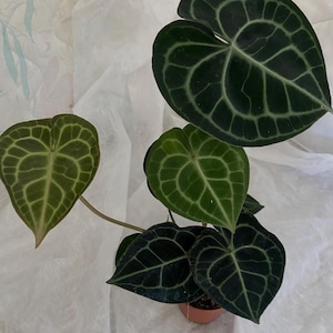 EU only / Anthurium clarinervium adult - 13 cm pot
