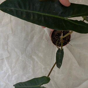 EU/ philodendron billietiae - 13 cm pot - CHEAP/END of Collection