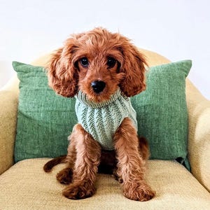 May include: A small, brown dog wearing a light green knitted jumper sits on a light brown sofa with a green cushion. The word "MINT" is written in black text in the top right corner of the image.