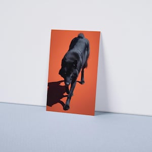Wolf Picture - Black Wolf poster with Orange Background