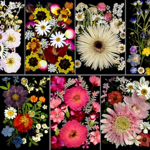 May include: A collection of pressed flowers in various colors, including white, yellow, red, and purple, arranged on a black background. The flowers include daisies, sunflowers, and other floral varieties, creating a vibrant and natural composition.